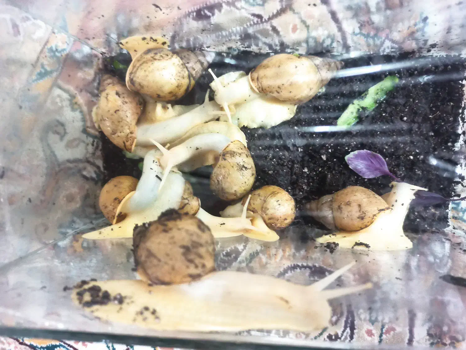 حلزون مخصوص پوست.آلبینو و آچاتینا|خزنده|اصفهان, گرکان|دیوار