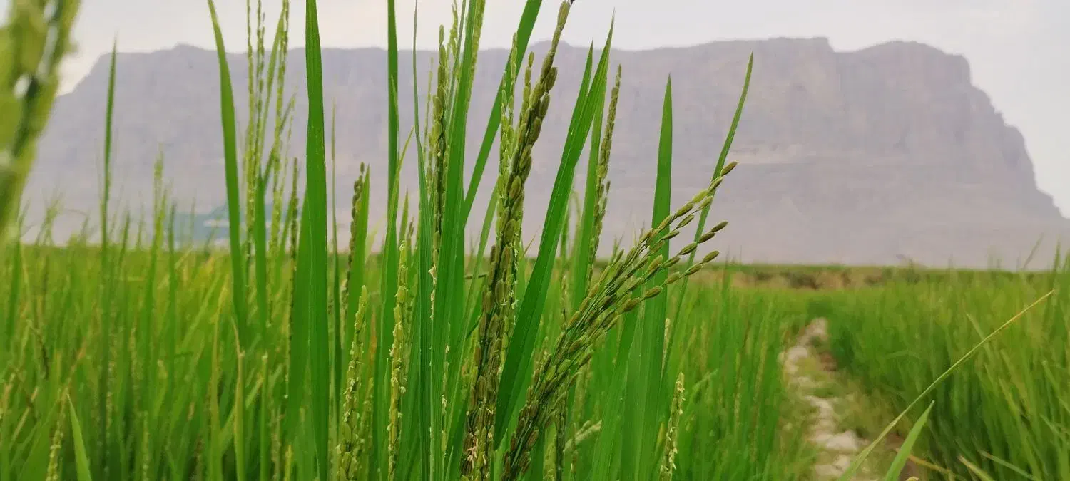 چلتوک برج کامفیروزی درج 1|عمدهفروشی|درودزن, |دیوار