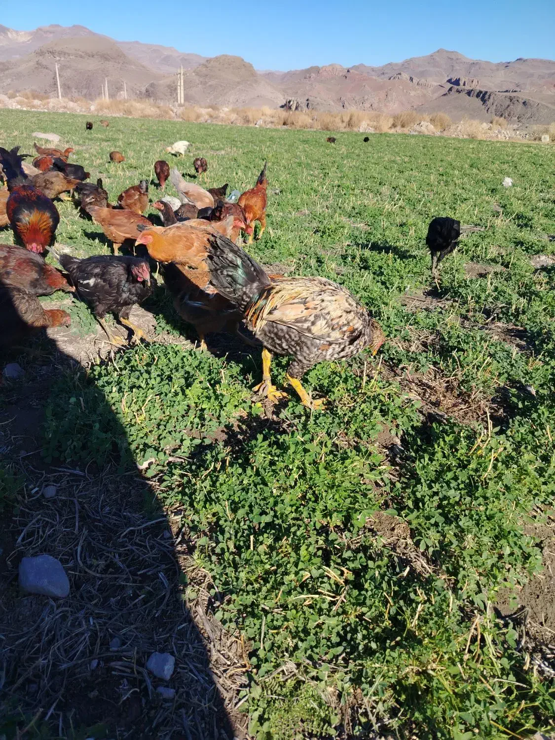 جوجه 6 ماه و 15 روز|حیوانات مزرعه|مشگین شهر, |دیوار