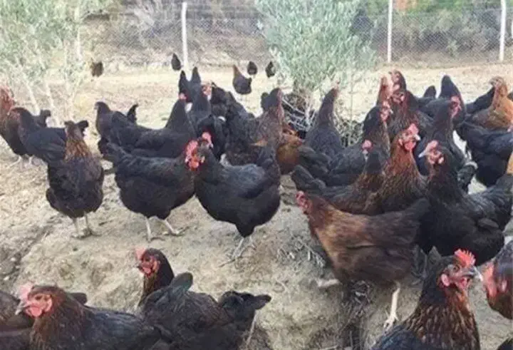 ۱۰ عدد نیمچه ۴ ماهه جهادی کاملا سرحال|حیوانات مزرعه|فولادشهر, B5|دیوار