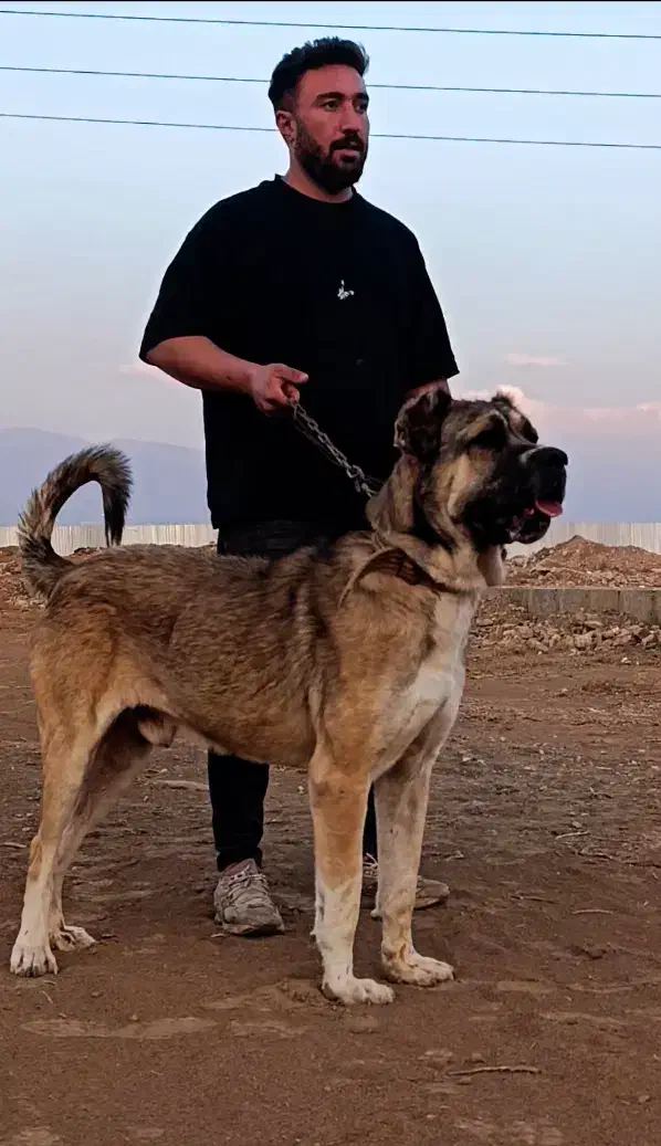 سگ سراب|سگ|نظرآباد, نظرآباد|دیوار