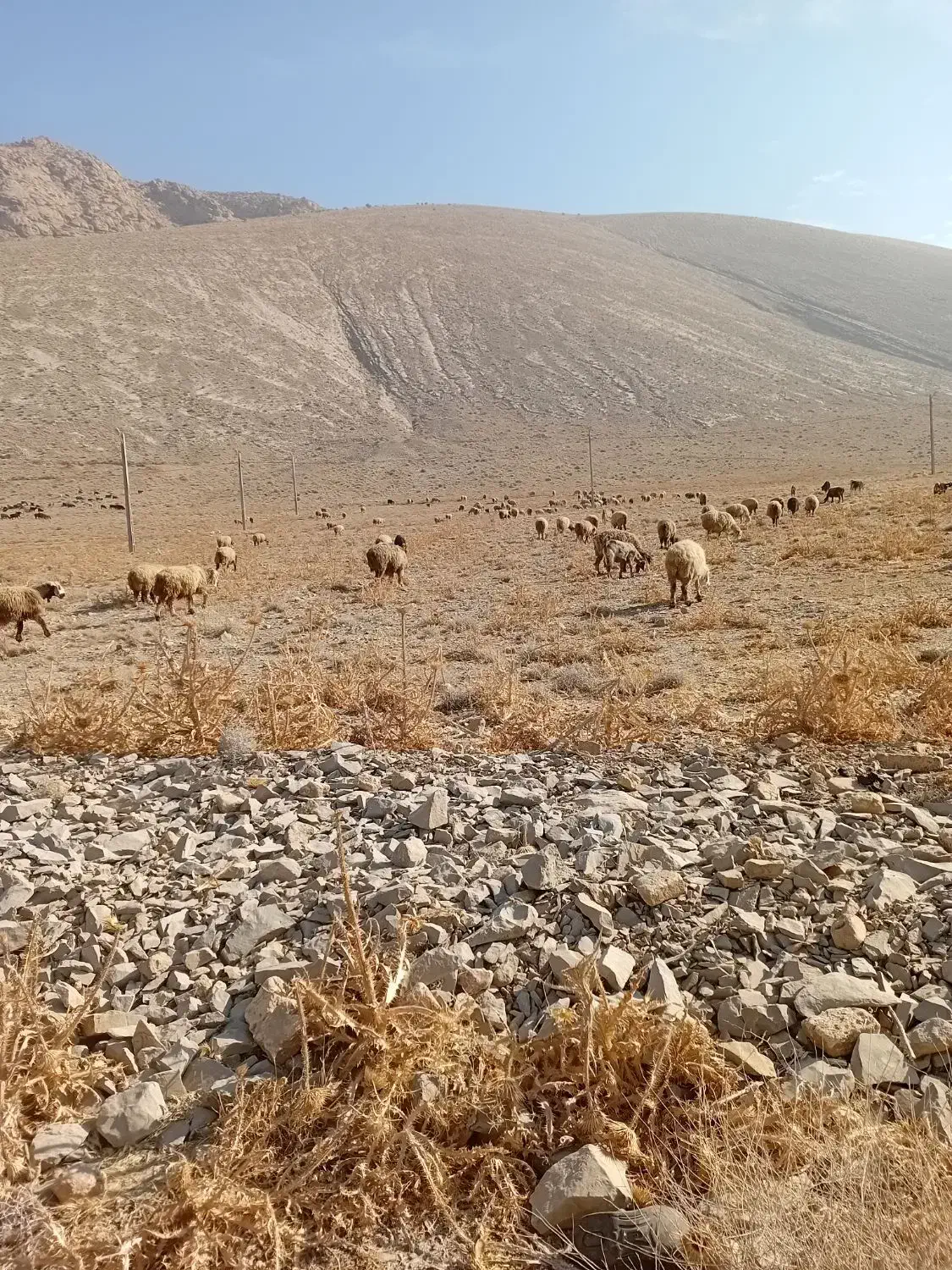 میش بره دار|حیوانات مزرعه|مرودشت, مجد آباد|دیوار