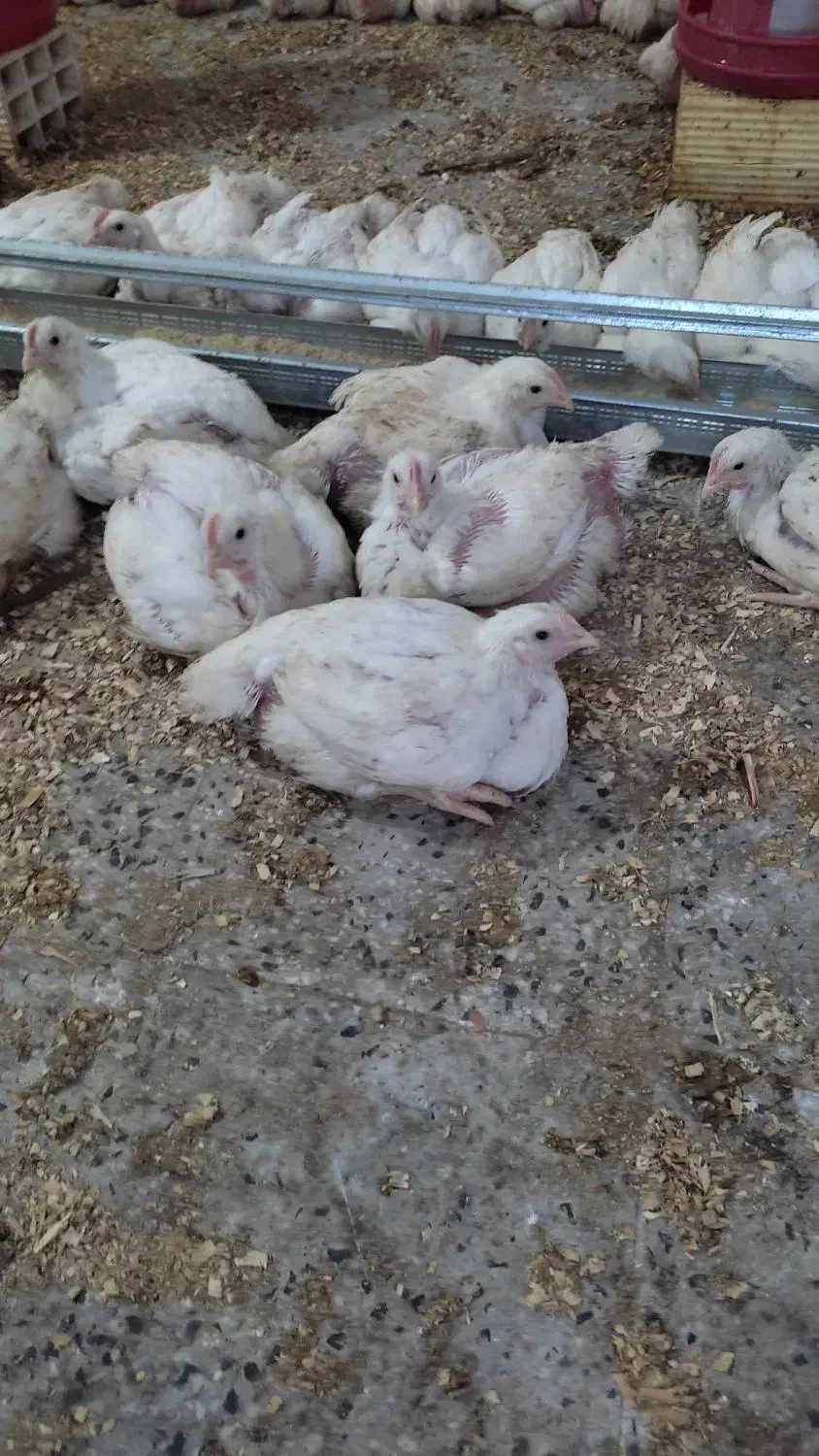 مرغ گوشتی سبز کاملا ارگانیک و طبیعی|حیوانات مزرعه|اندیمشک, |دیوار