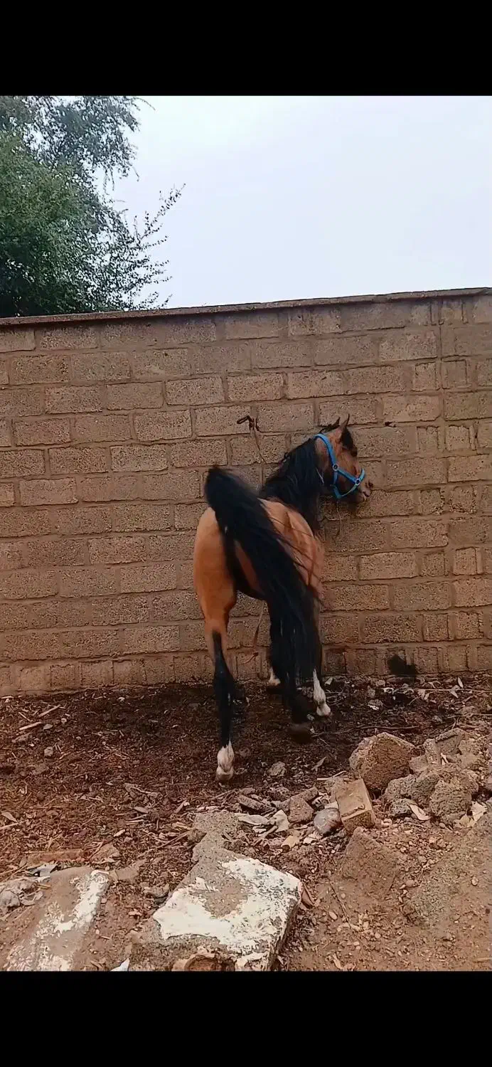 اسب نریان درهشور|اسب و تجهیزات اسبسواری|دزفول, |دیوار