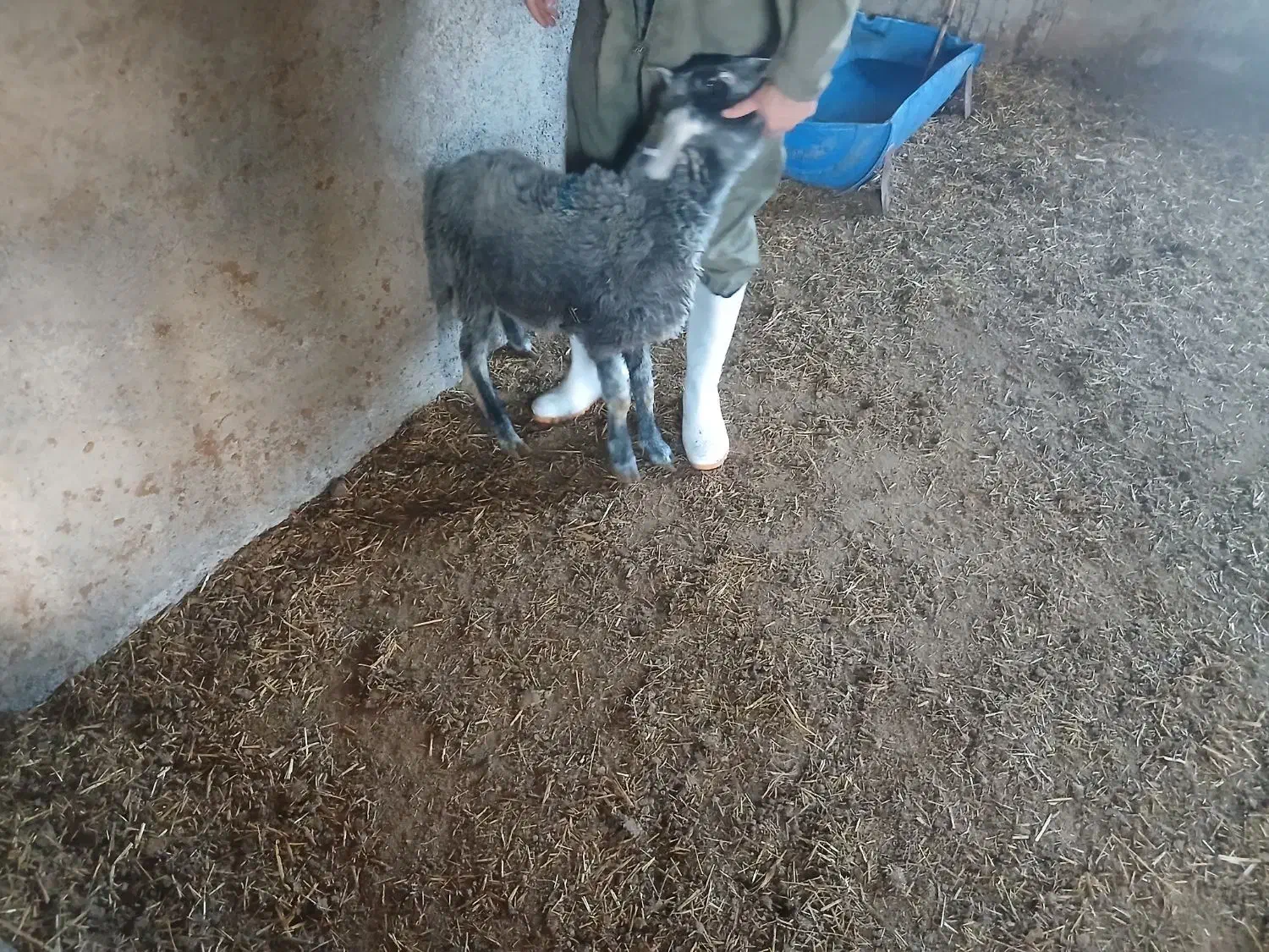 گوسفند نر|حیوانات مزرعه|شاهدشهر, |دیوار