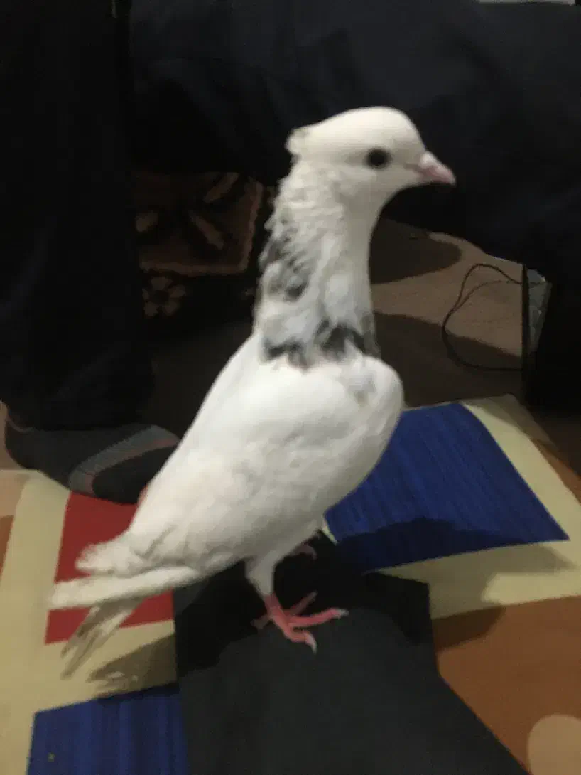 کفتر|پرنده|تهران, مسعودیه|دیوار