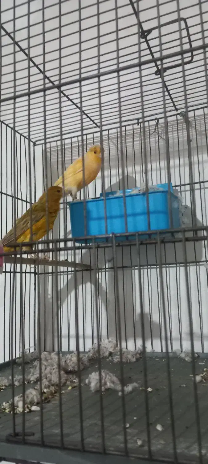 جفت قناری کار داده|پرنده|کرمان, |دیوار