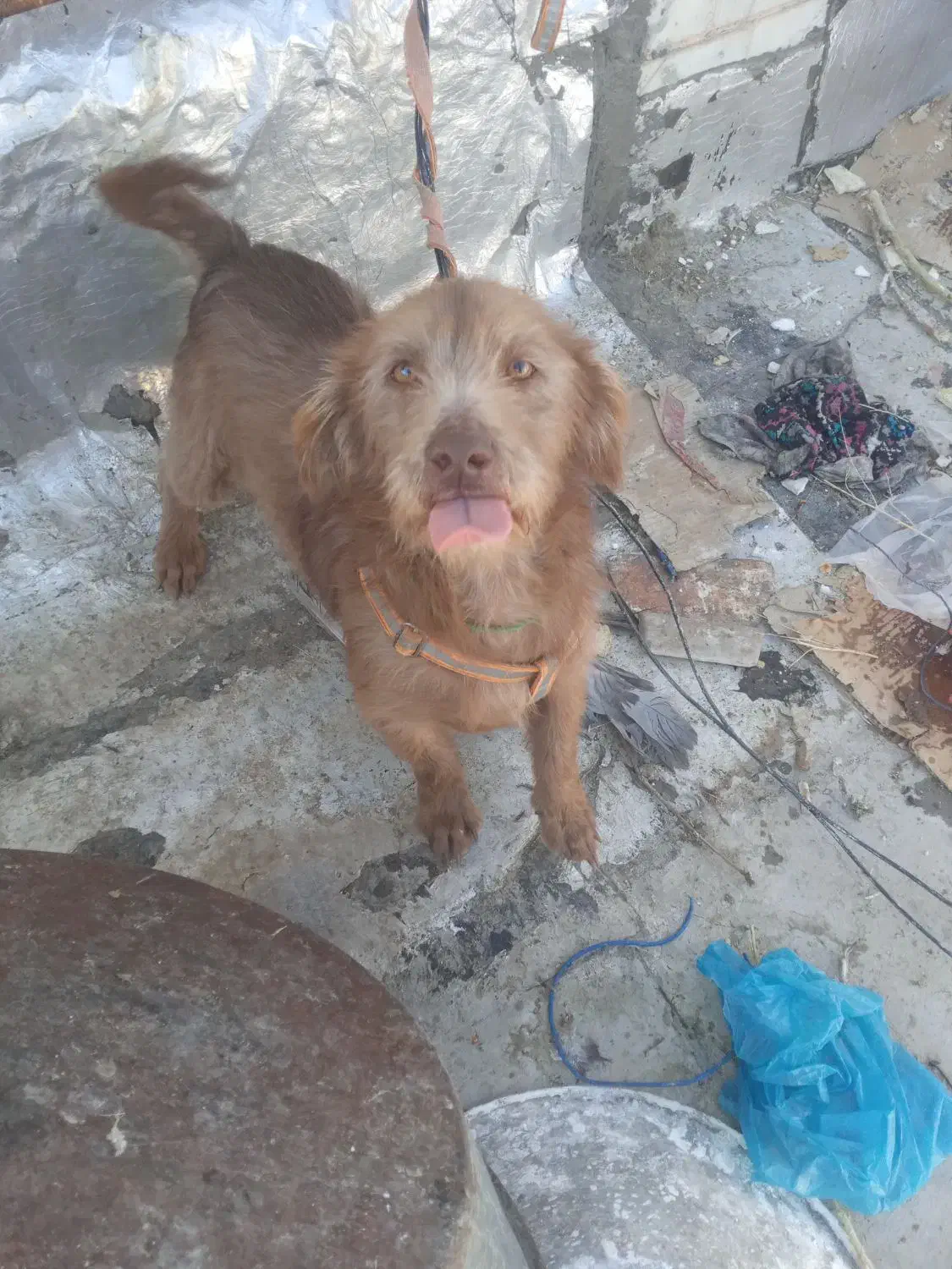 سگ خانگی|سگ|کرمانشاه, |دیوار