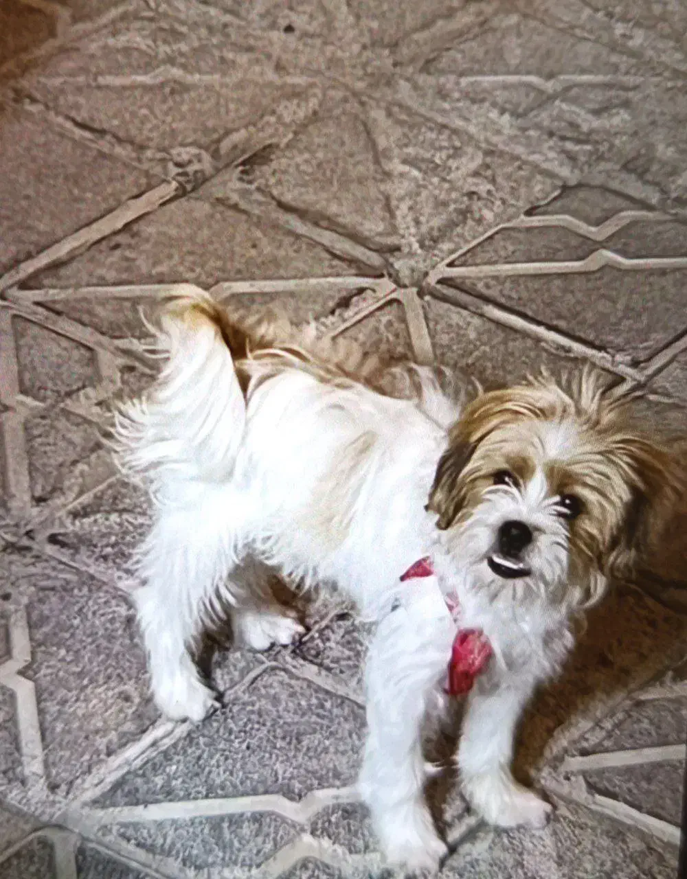 سگ شیتزو|سگ|اهر, |دیوار