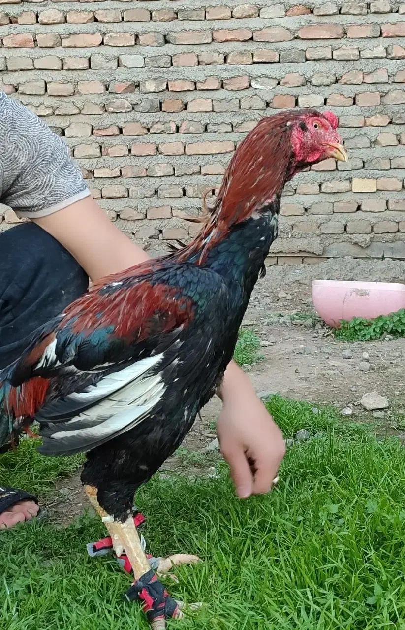 خروس افغان|حیوانات مزرعه|آق قلا, |دیوار