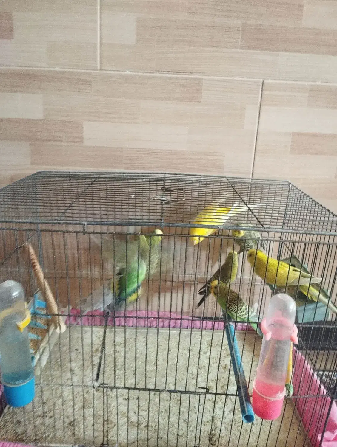 مرغ عشق بالغ|پرنده|شیراز, فضلآباد|دیوار