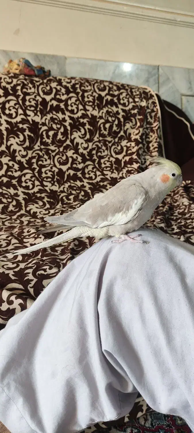 عروس هلندی|پرنده|خمینی‌شهر, |دیوار