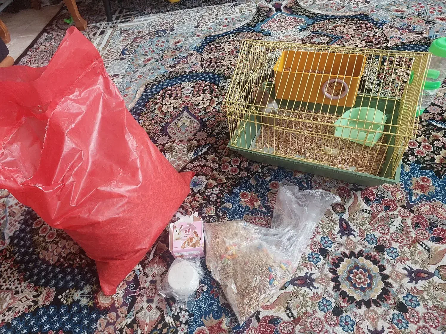 همستر ماده همراه با قفس|موش و خرگوش|فردیس, سرحدی|دیوار