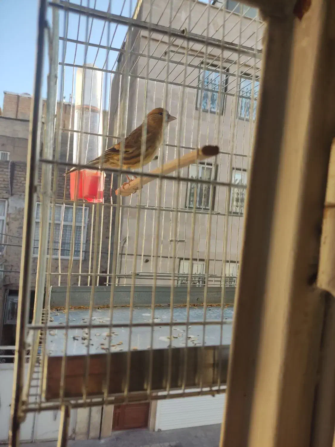 جوجه سهره قناری نر|پرنده|تهران, شمیراننو|دیوار