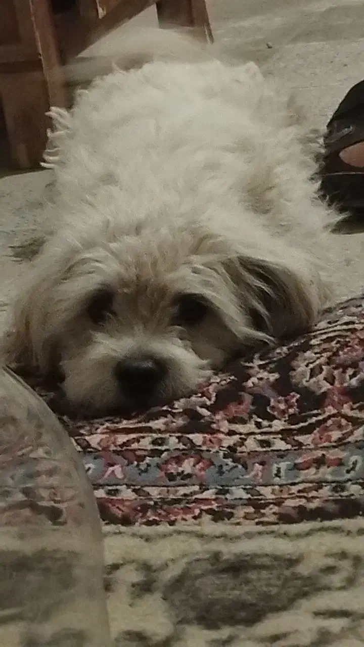 سگ پاکوتاه|سگ|شهرکرد, |دیوار