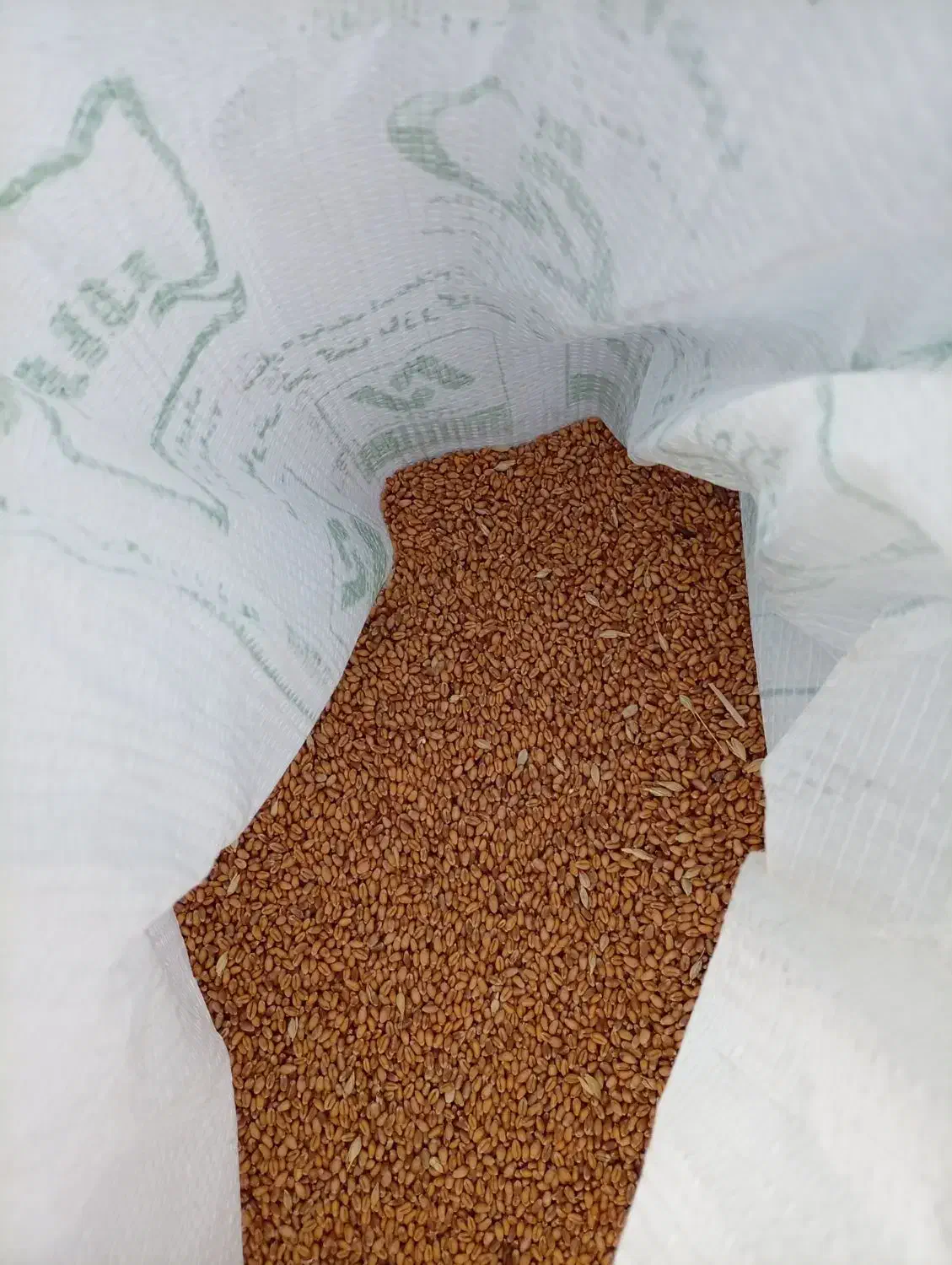 بذر گندم آرامش|گل و گیاه طبیعی|پارس‌آباد, |دیوار