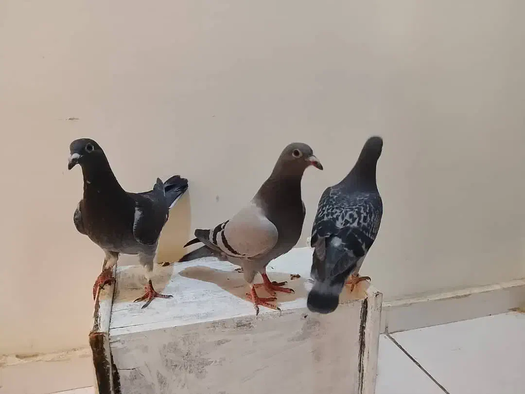 جوجه کبوتر مسافتی ( پلاکی)|پرنده|رباطکریم, رباطکریم|دیوار
