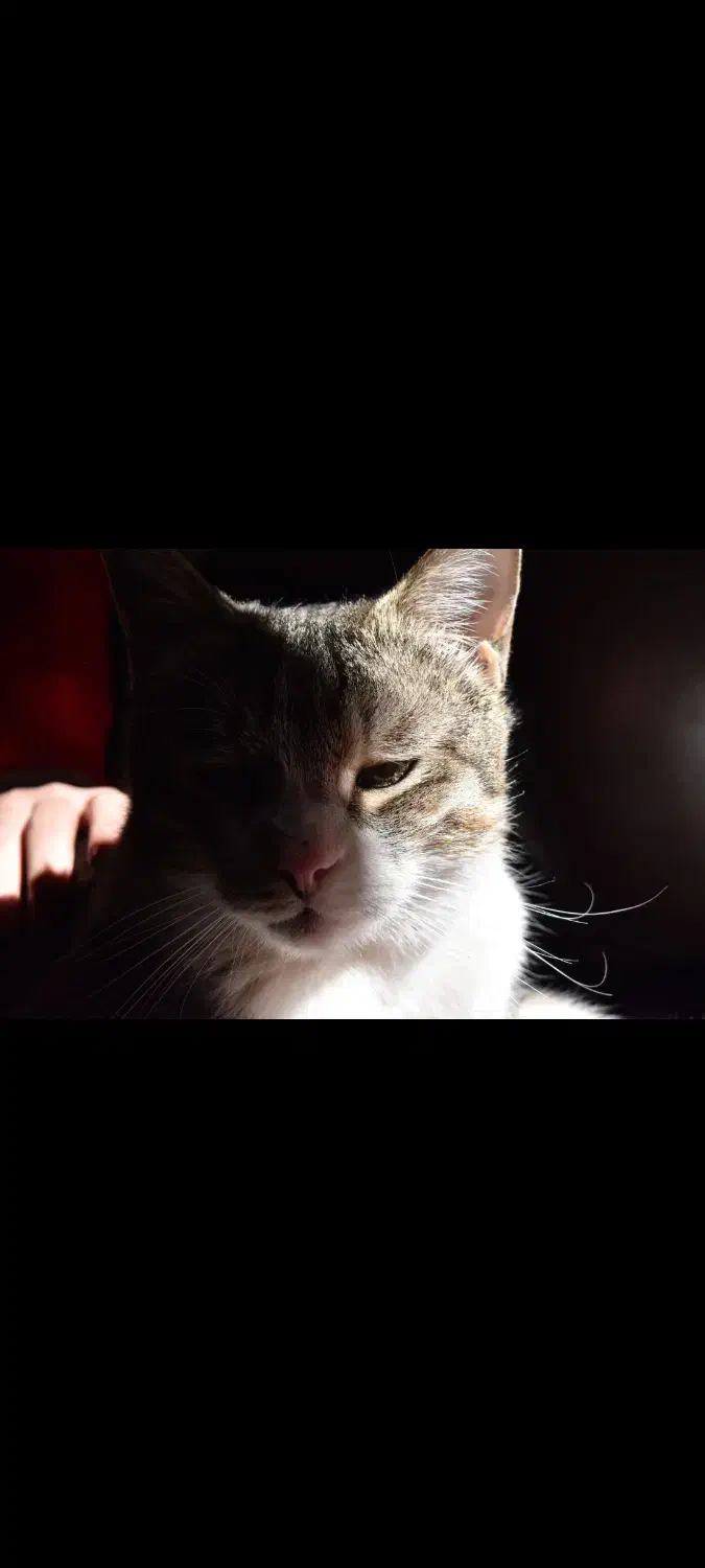 واگذاری رایگان گربه با وسایل|گربه|زاهدان, |دیوار