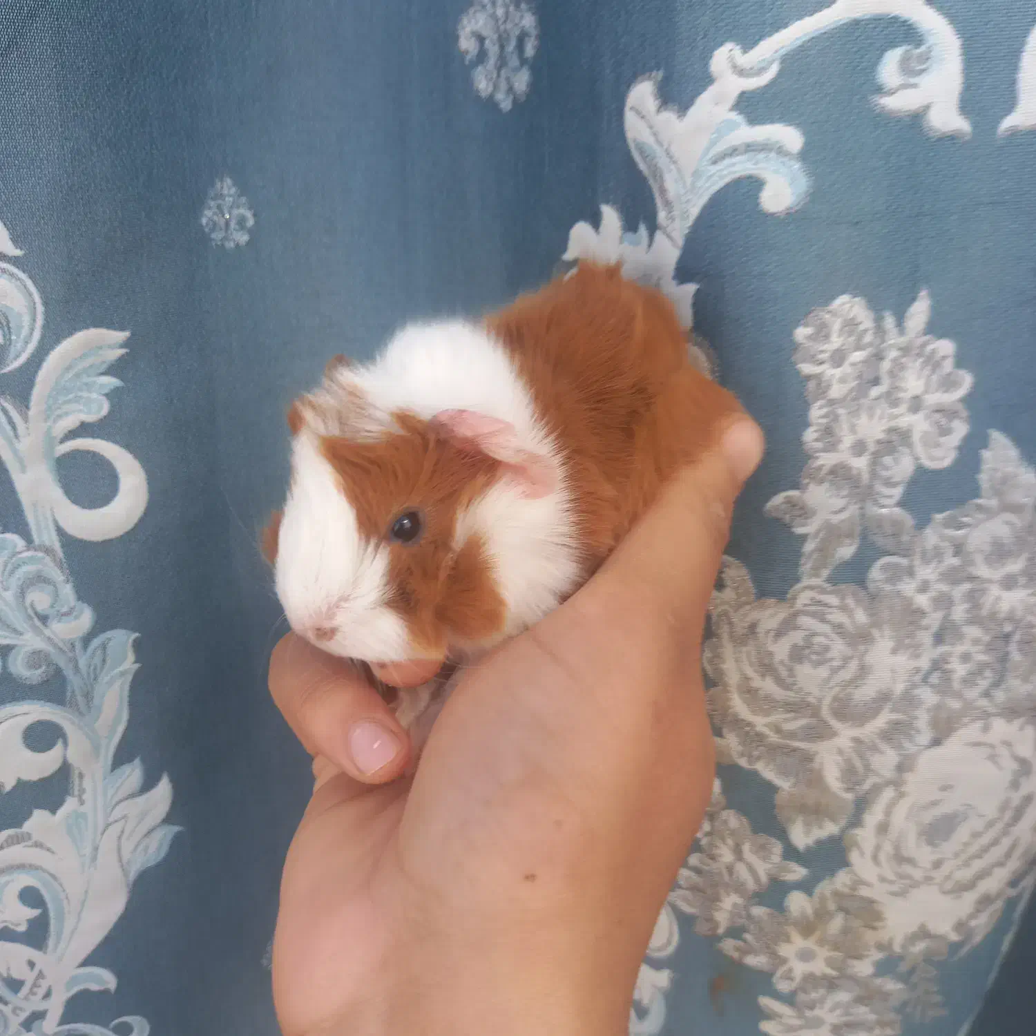 خوکچه هندی|حیوانات مزرعه|مشهد, موعود|دیوار