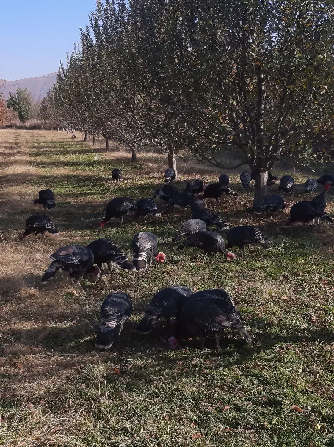 قهل|حیوانات مزرعه|اشنویه, |دیوار