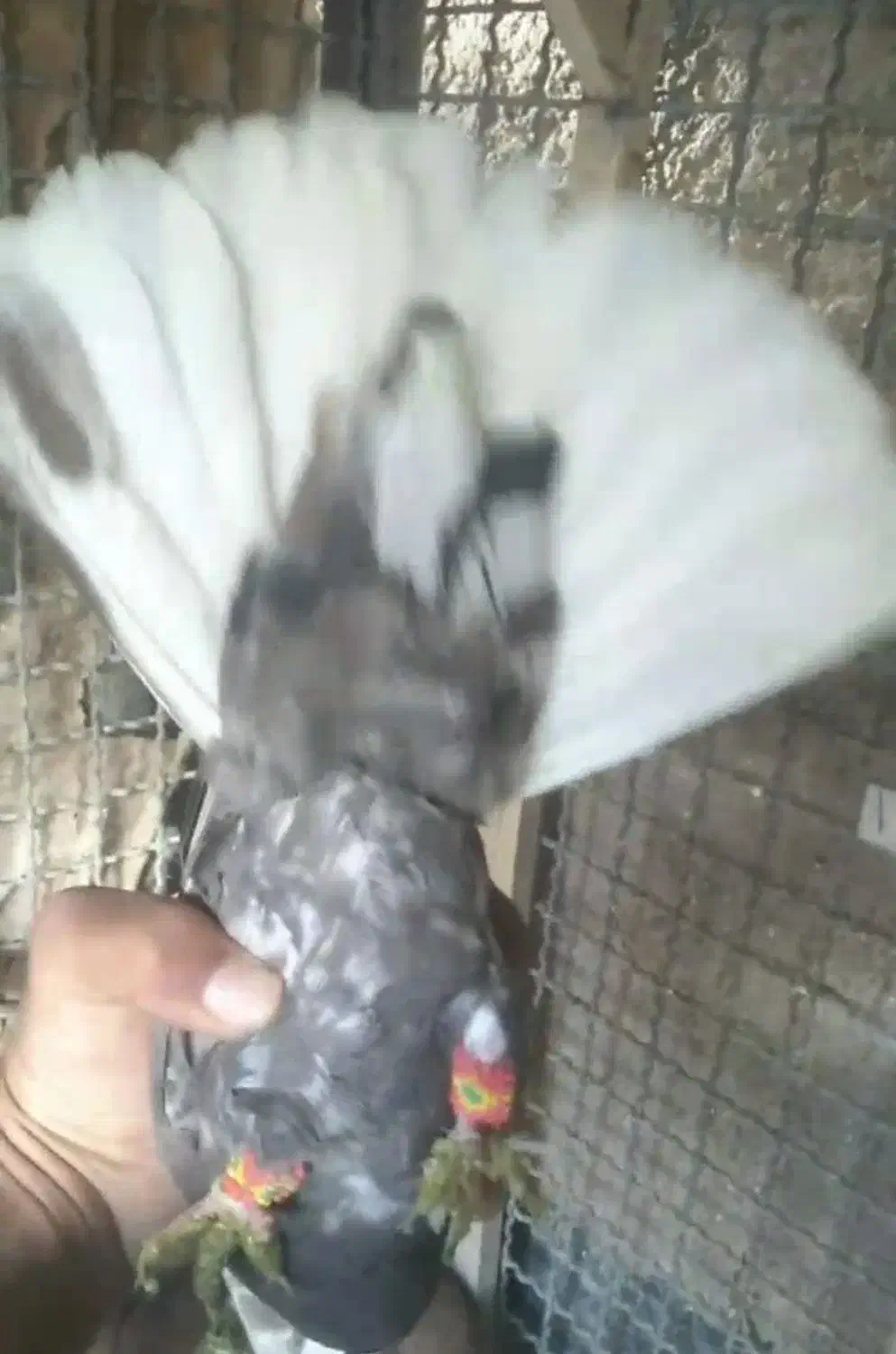 فروشی|پرنده|درمیان, |دیوار