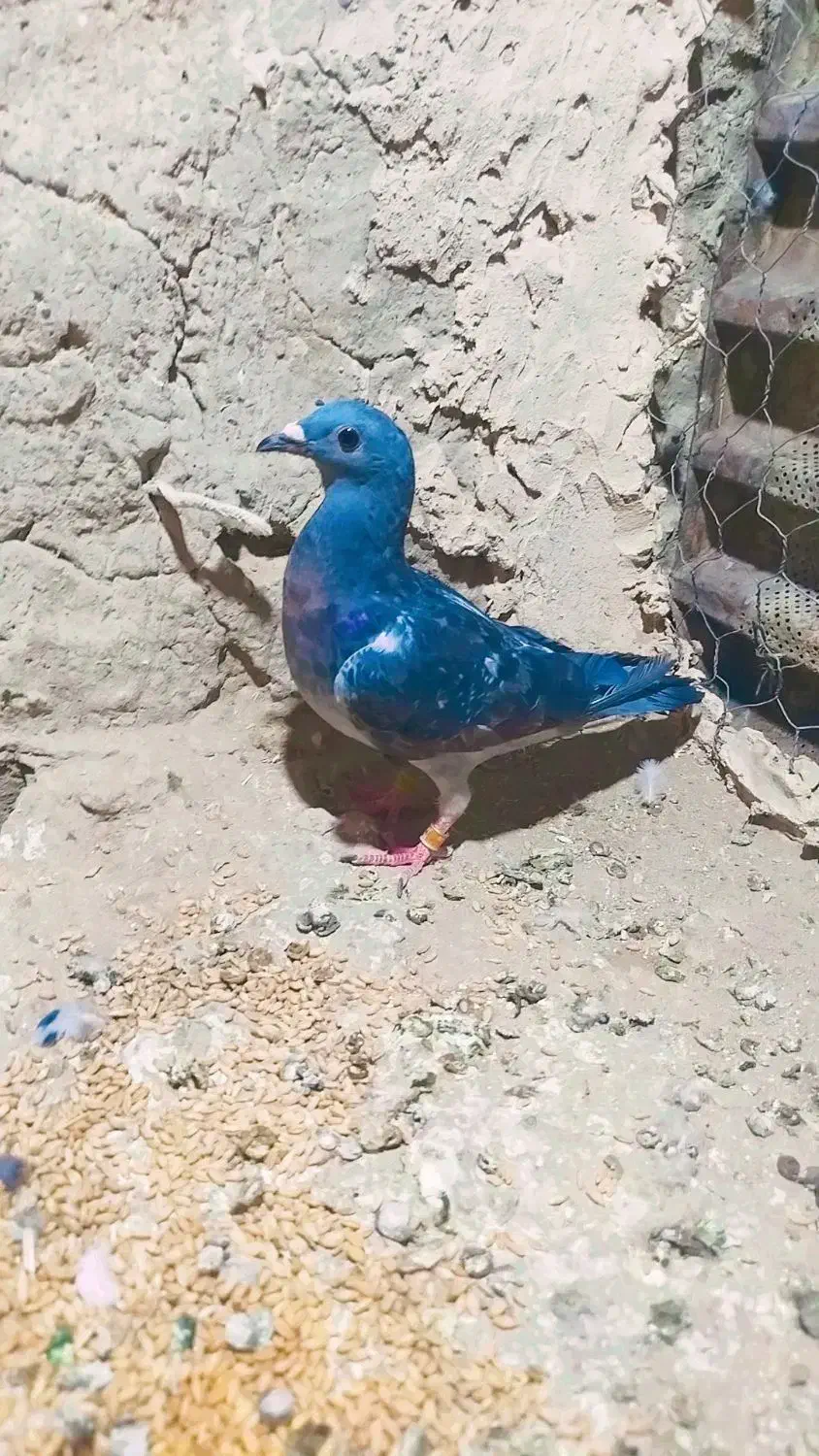 کبوتر گم شده|پرنده|هامون, |دیوار