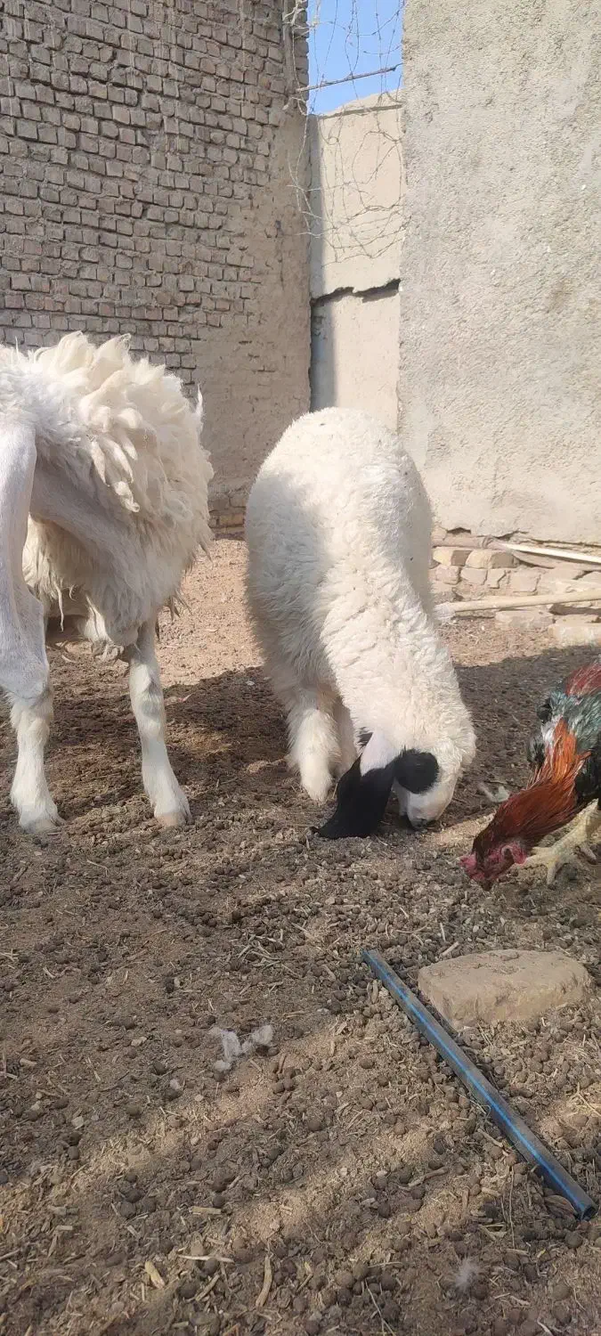 گوسفند ماده آبست ویک بره کابور|حیوانات مزرعه|زابل, |دیوار
