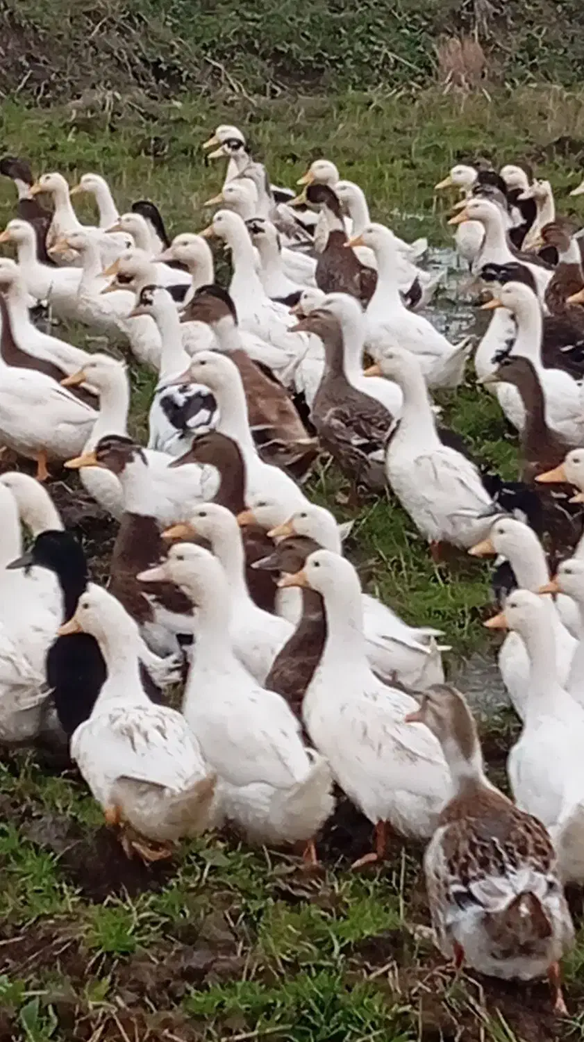 اردک پکنی|حیوانات مزرعه|رضوانشهر, |دیوار