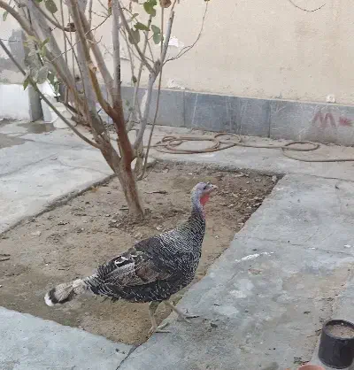 بوقلمون|حیوانات مزرعه|کنارک, |دیوار