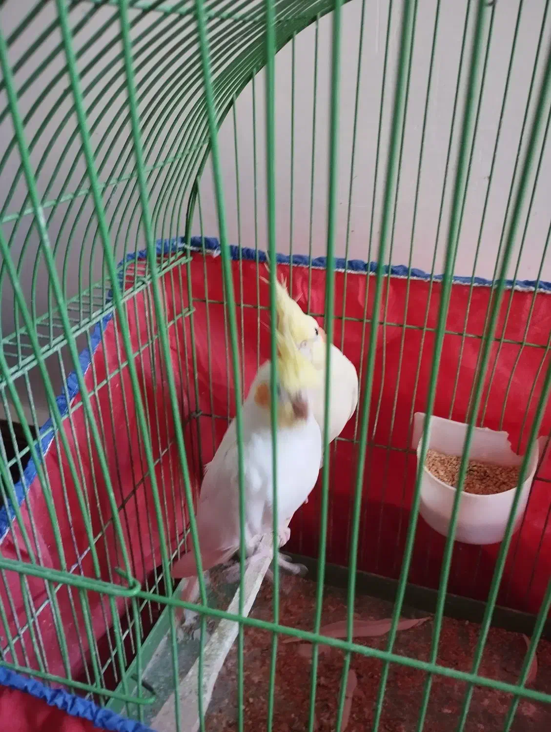 عروس پاریس|پرنده|اهواز, شریعتی جنوبی|دیوار