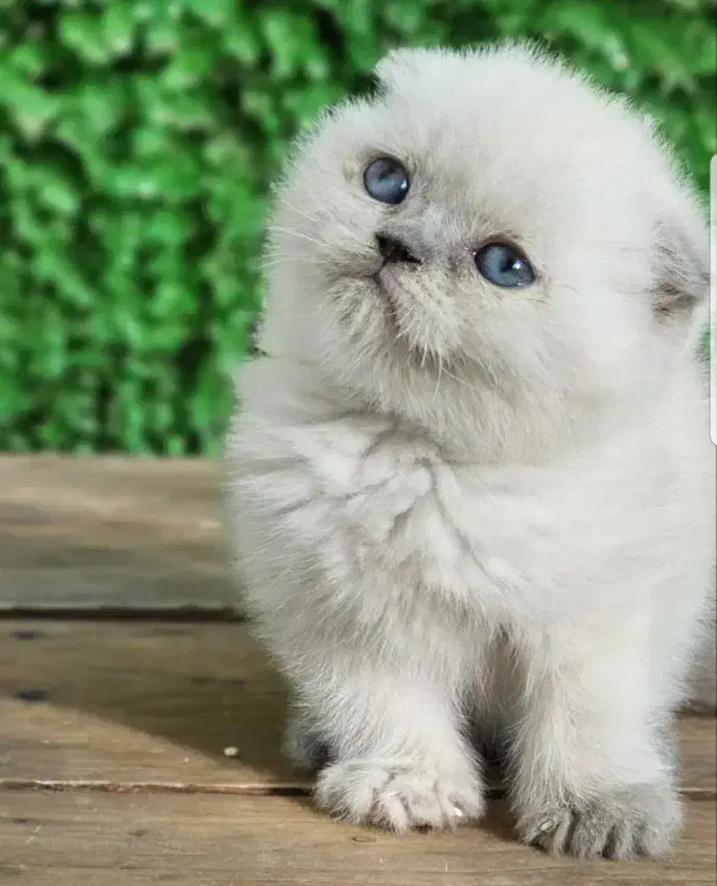 گربه پرشین|گربه|یزد, |دیوار