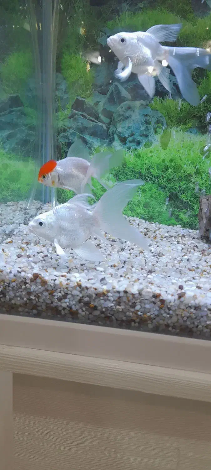 کوی شورت بادی وارداتی|ماهی|نجف‌آباد, فاز ۴ شهرک آزادگان|دیوار