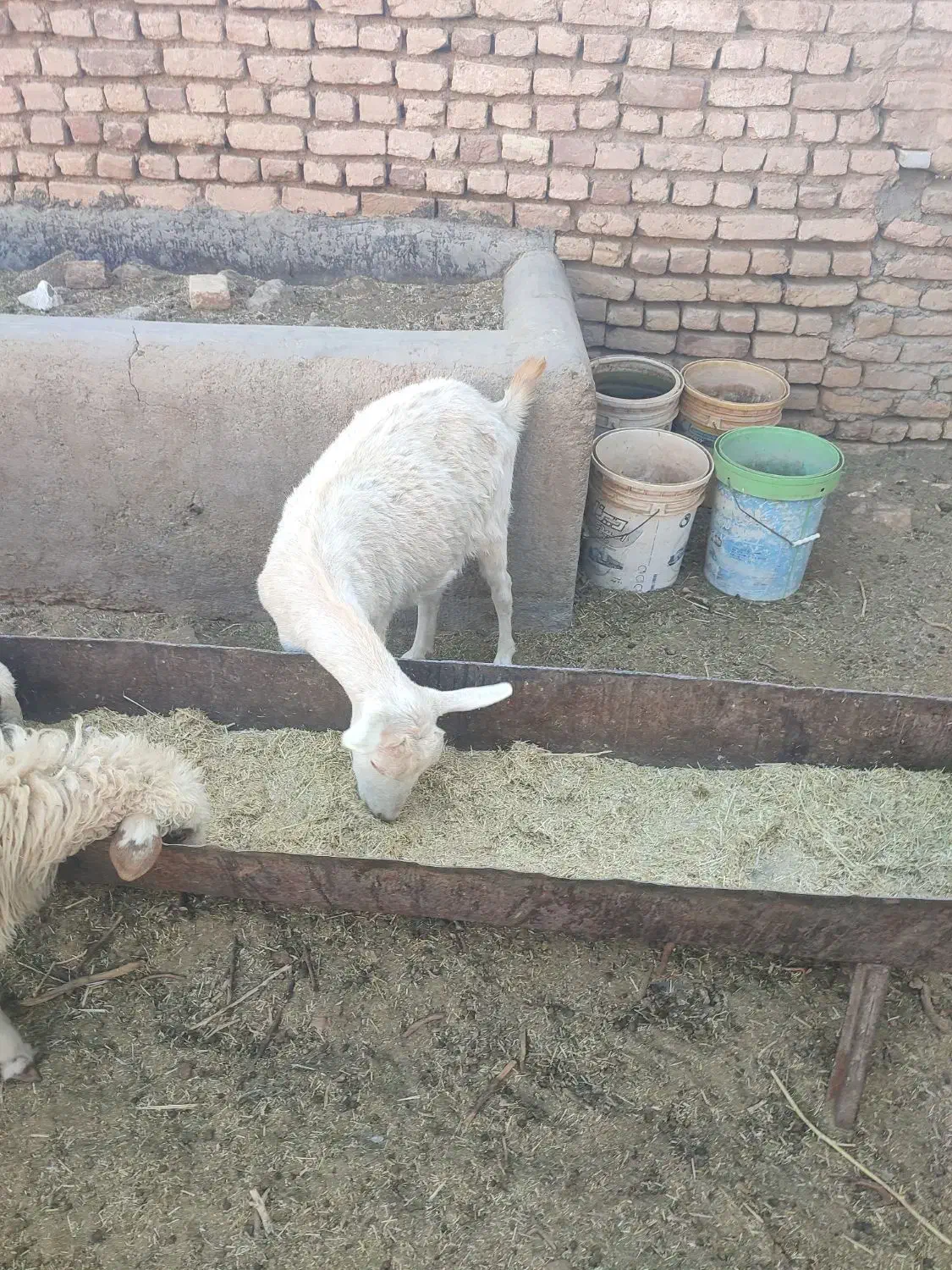 بره بز گوسفند چپش بزغاله میش شیشک گاو گوساله|حیوانات مزرعه|اصفهان, آزادان|دیوار