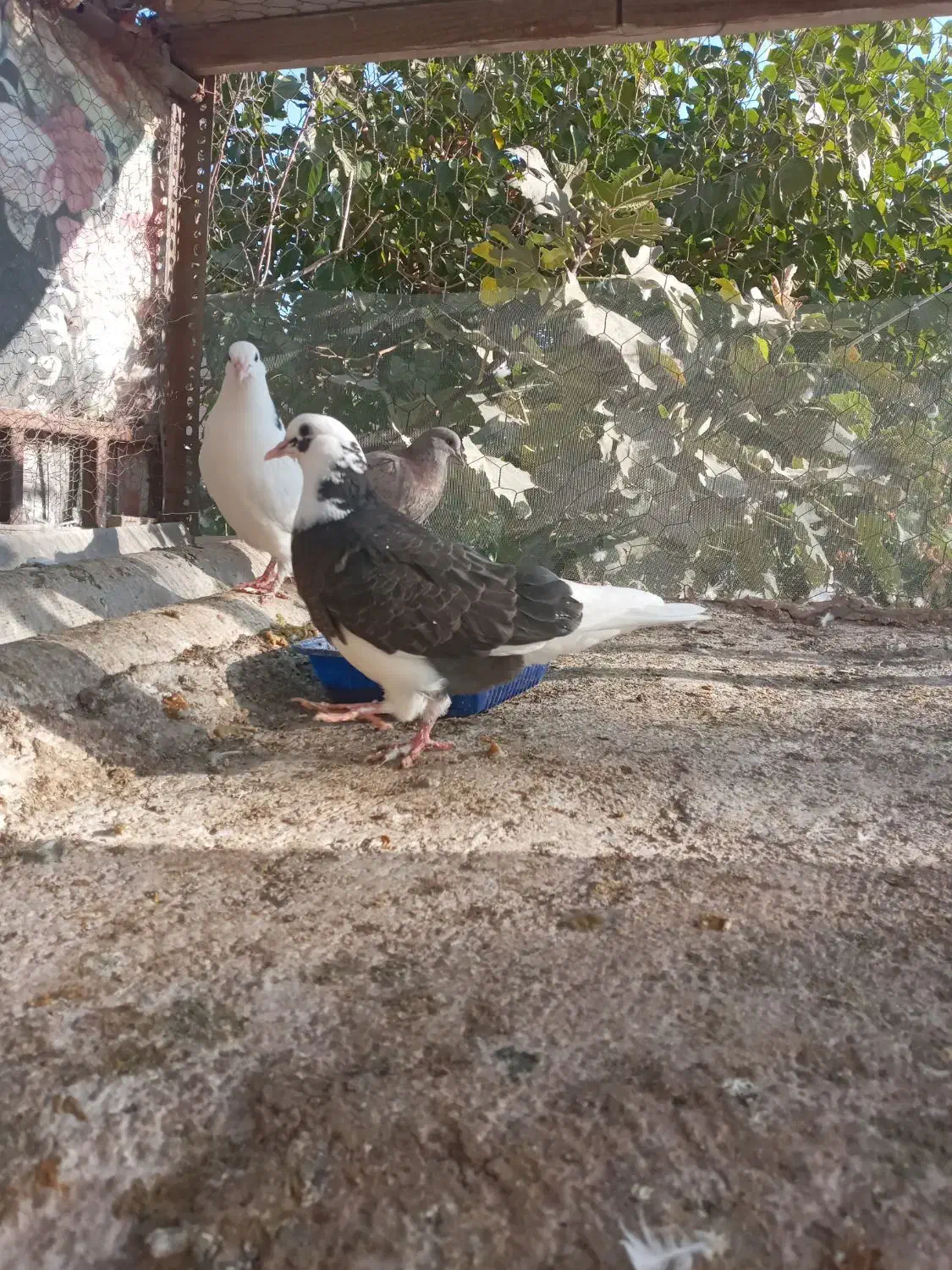 کنارخیس|پرنده|وحیدیه, |دیوار