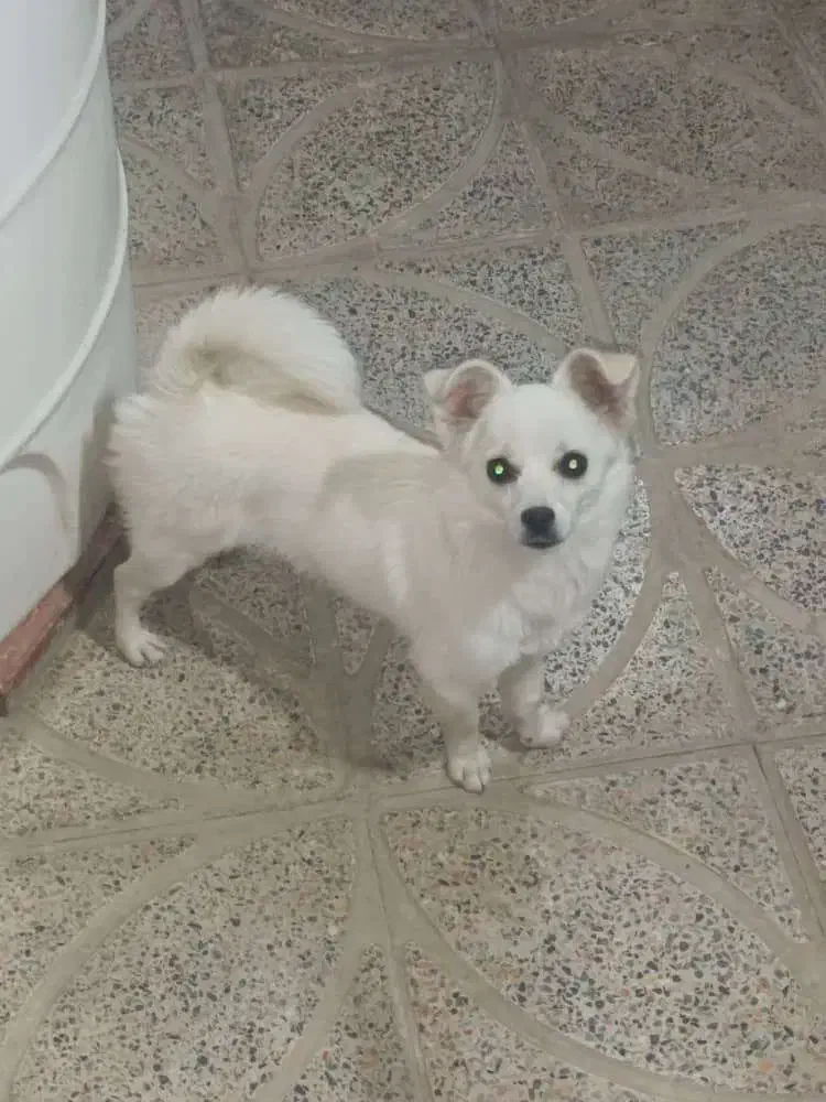 سگ پاپی|سگ|برخوار, |دیوار