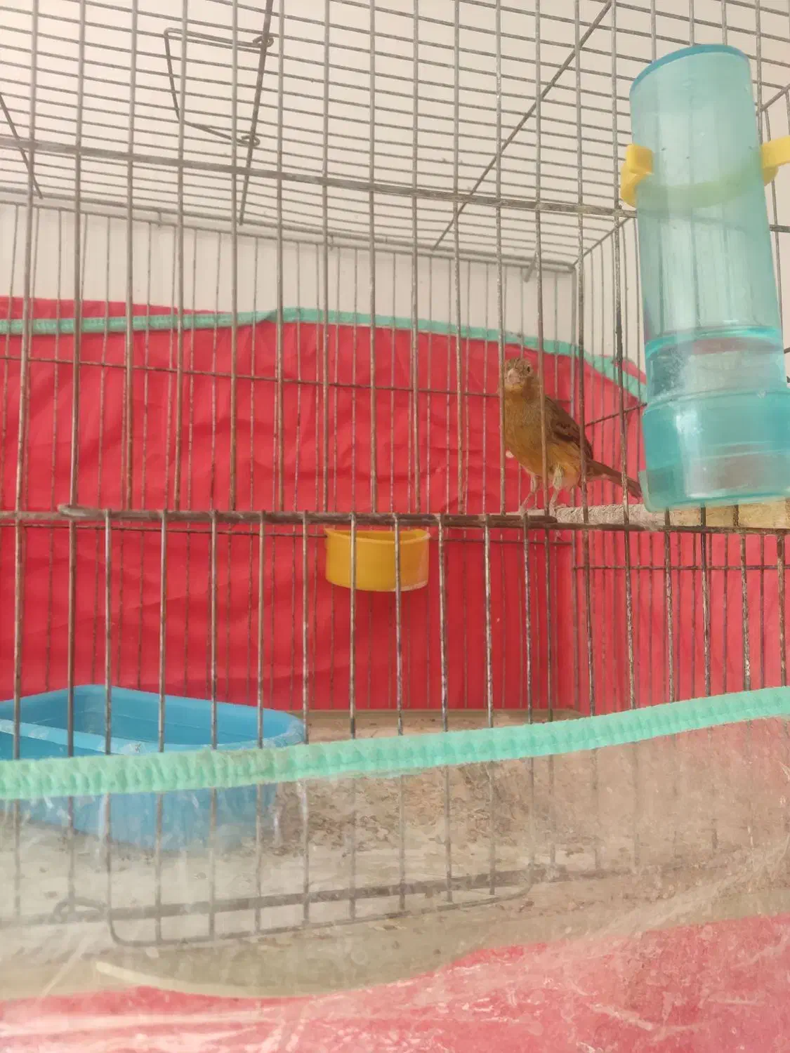 قناری ماده|پرنده|شیراز, کوشک میدان|دیوار