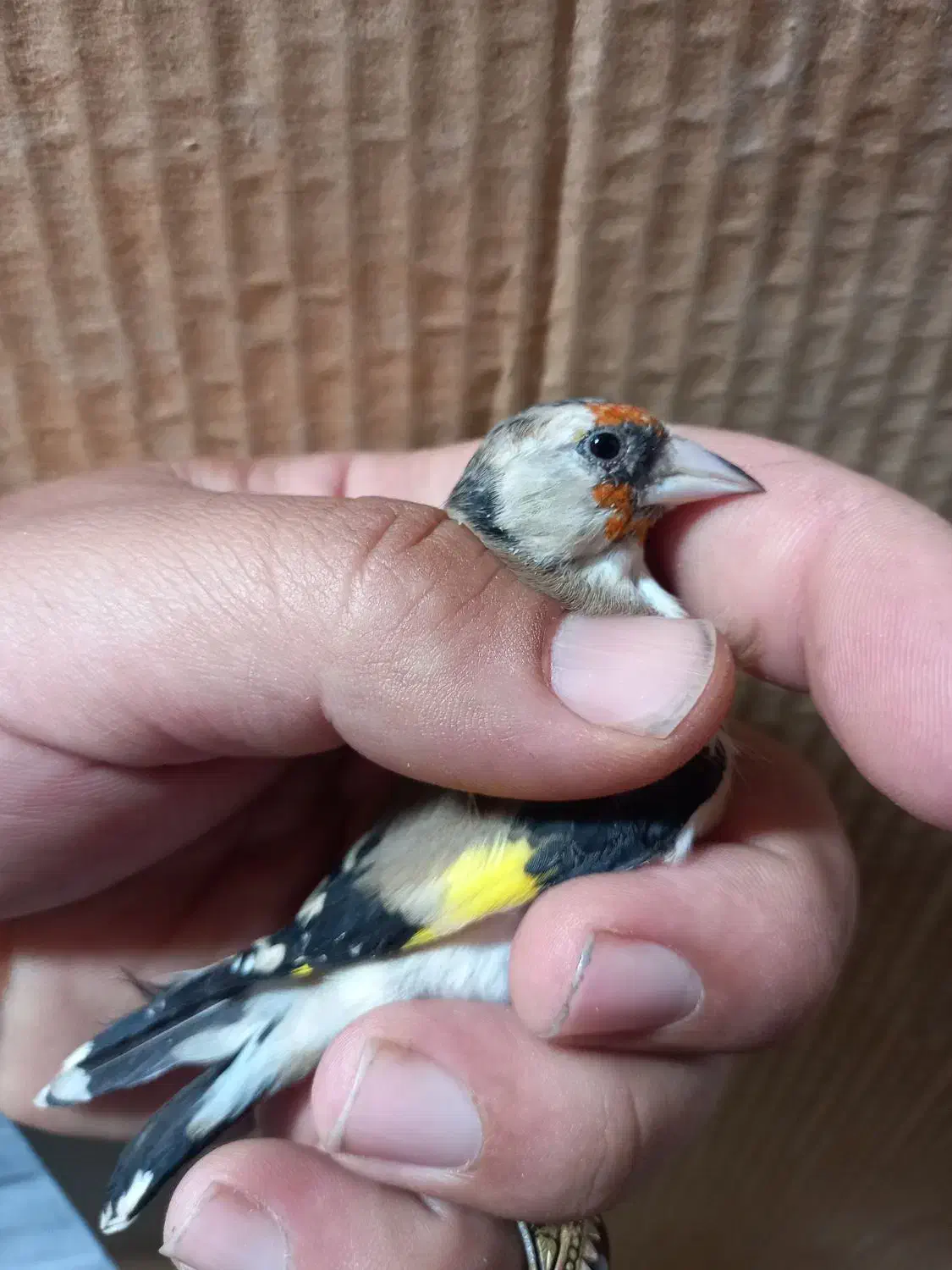 فروش چنتا سهره دورگ صاف گرده|پرنده|کازرون, |دیوار