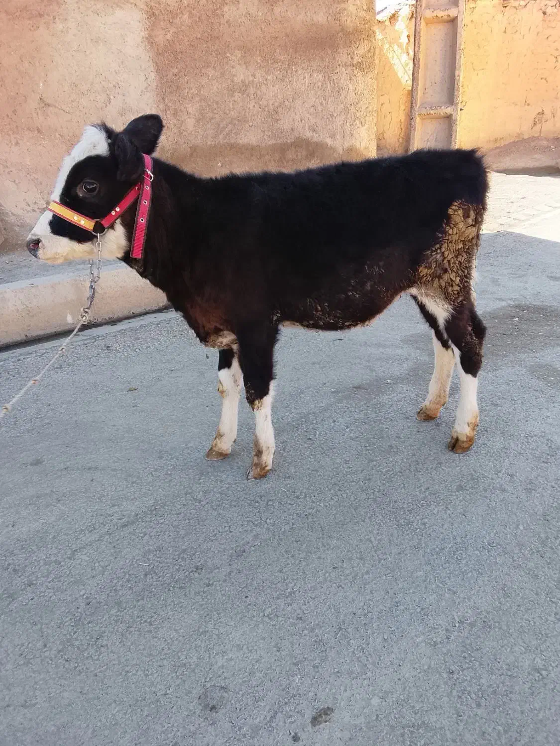 گوساله|حیوانات مزرعه|کلیائی, |دیوار