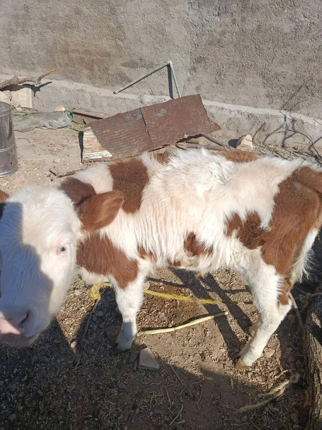 گوساله سیمینتال|حیوانات مزرعه|ویسیان, |دیوار