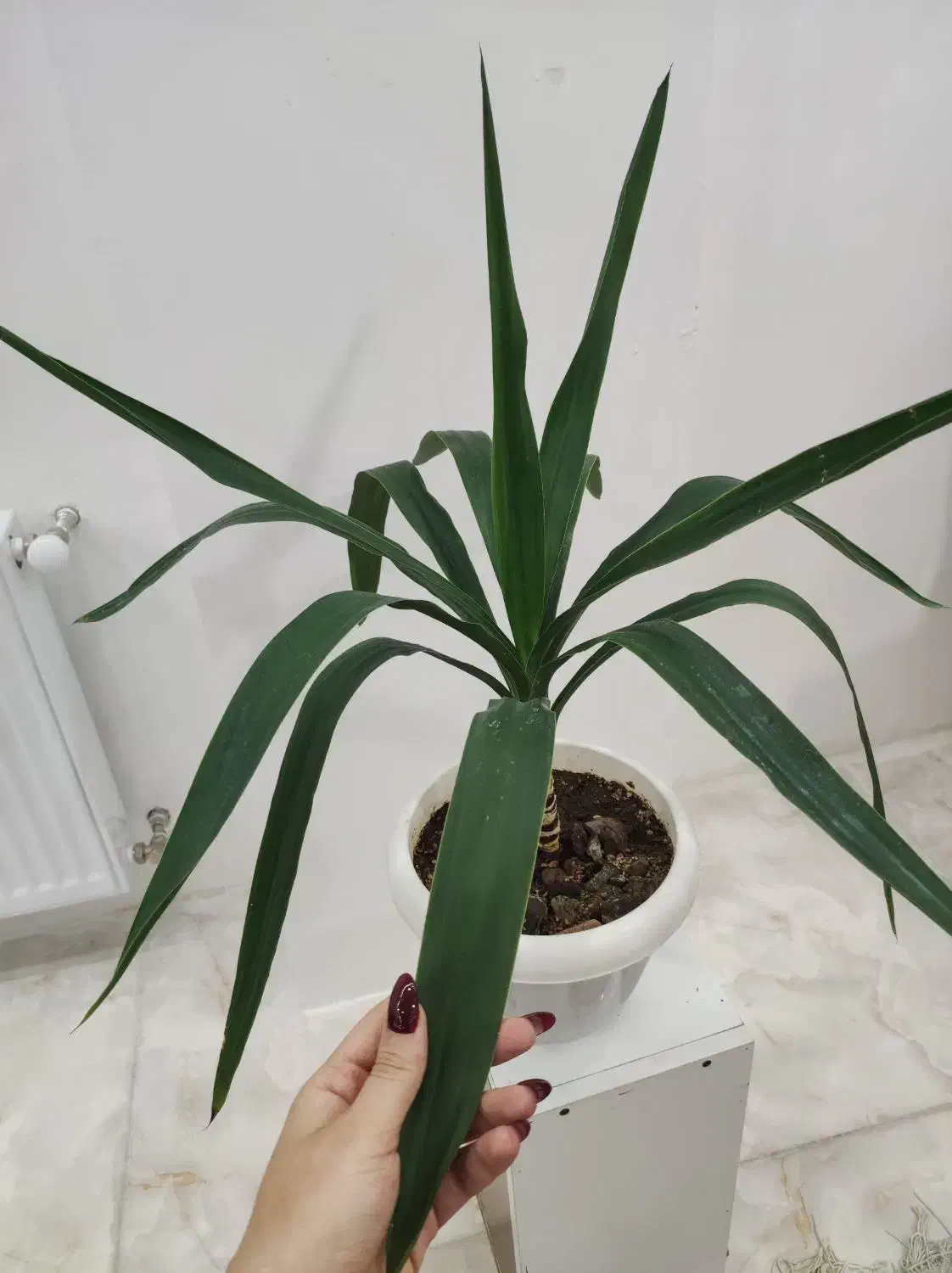 گیاه یوکا|گل و گیاه طبیعی|قزوین, |دیوار