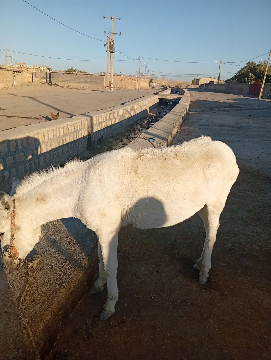 الاغ|حیوانات مزرعه|کوهدشت, |دیوار