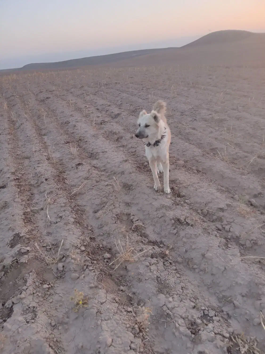 سگ نگهبان|سگ|مشهد, میان ولایت|دیوار