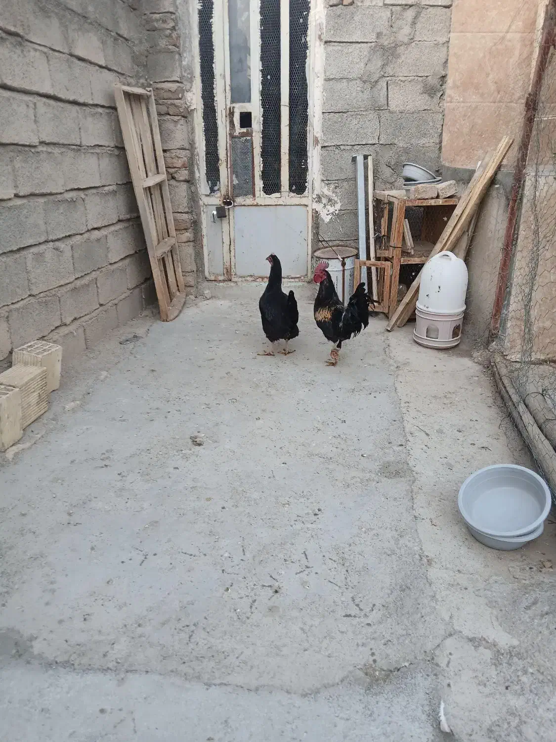 مرغ وخروس|حیوانات مزرعه|چگنی, |دیوار