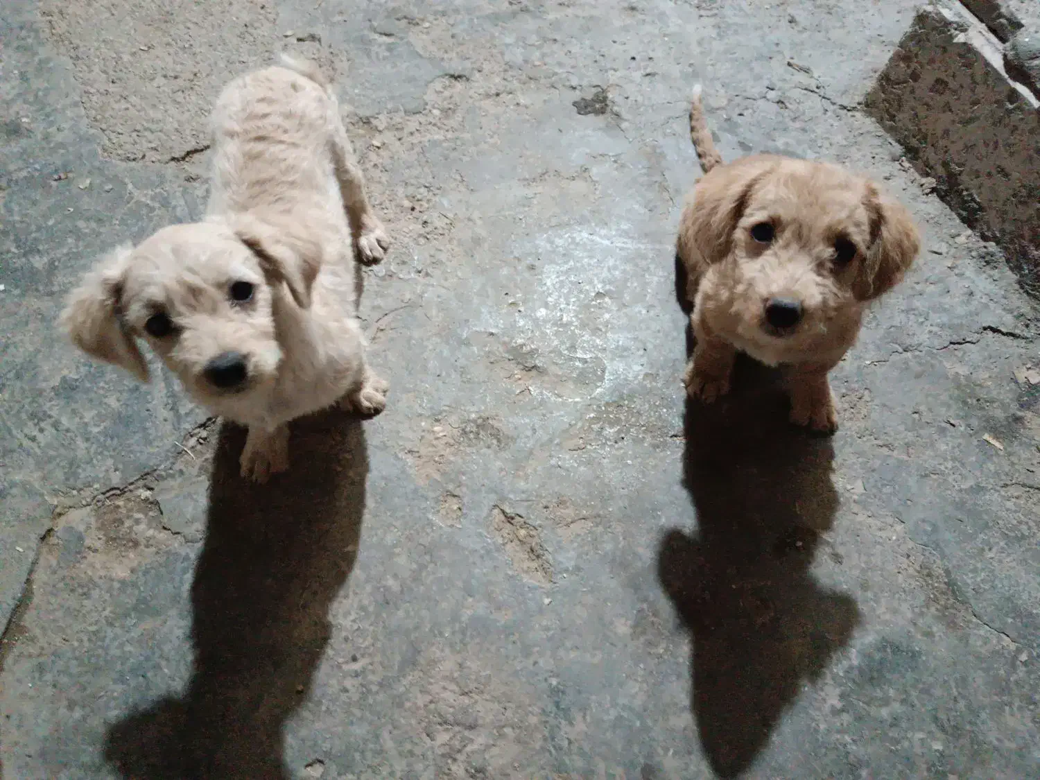 سگهای شیتزو توله ۵ماه|سگ|کلاله, |دیوار