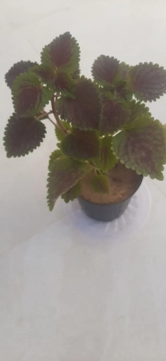 گل حسن یوسف در گراش|گل و گیاه طبیعی|گراش, |دیوار