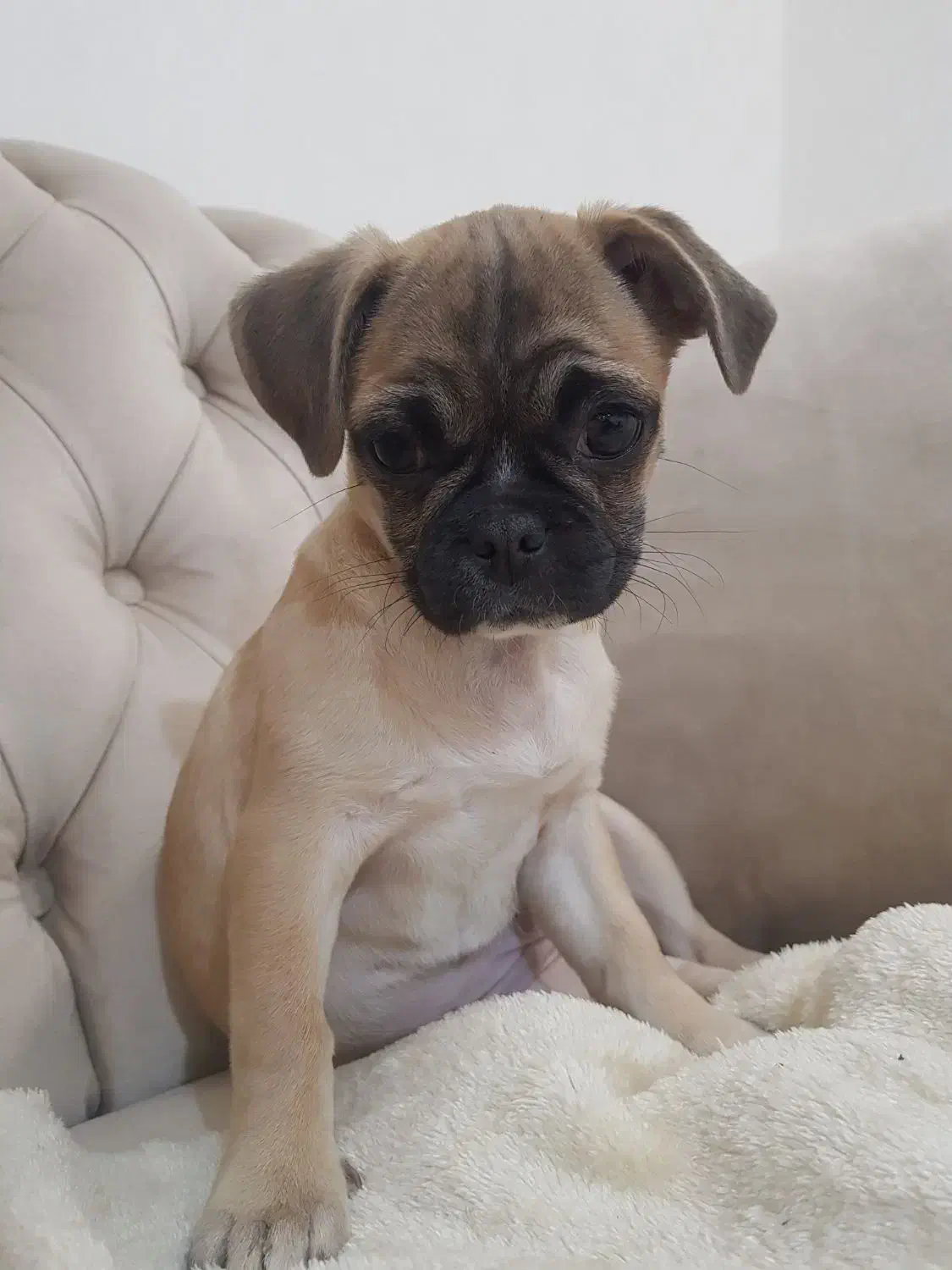 من یه پاپی بامزم|سگ|رشت, پستک|دیوار