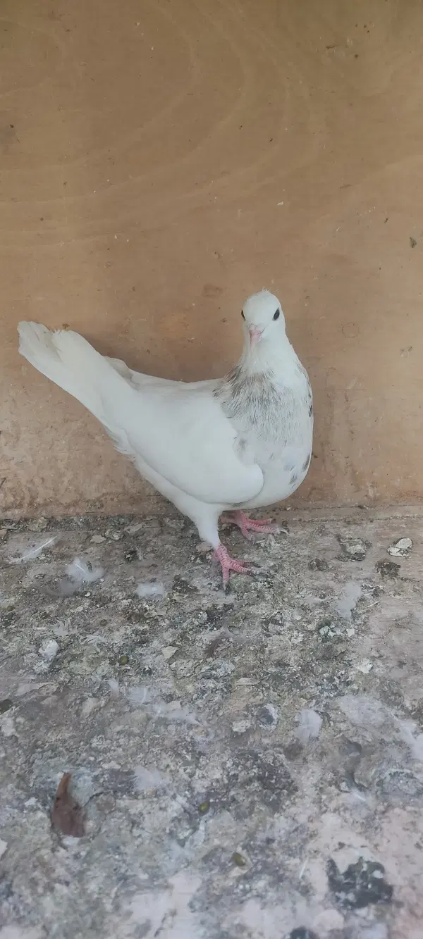 کفتر|پرنده|قم, باجک سه|دیوار