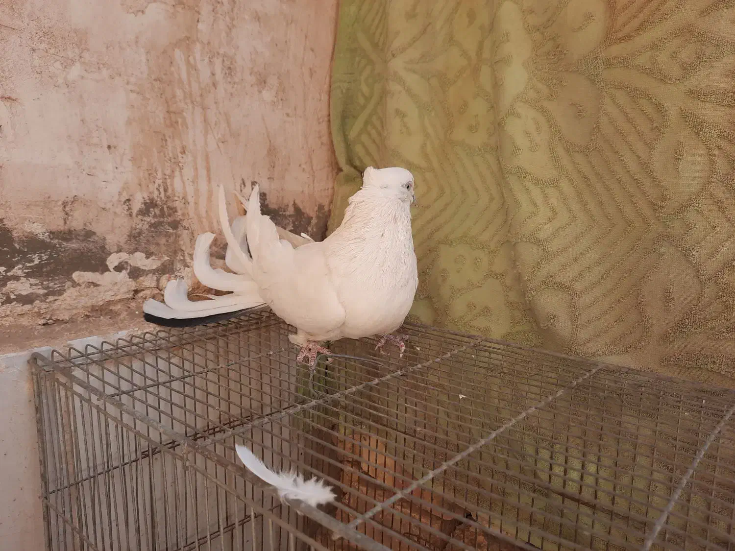 کبوتر اصفهانی پر|پرنده|برخوار, |دیوار