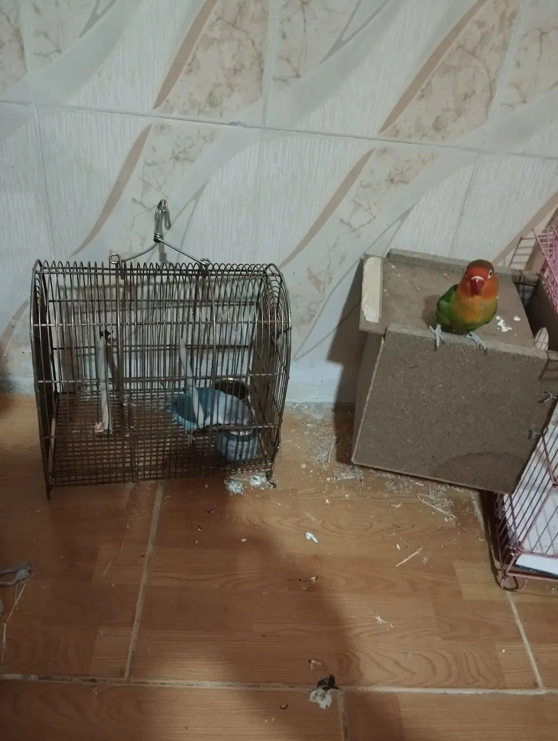 کوتوله برزیلی دستی|پرنده|مهریز, |دیوار