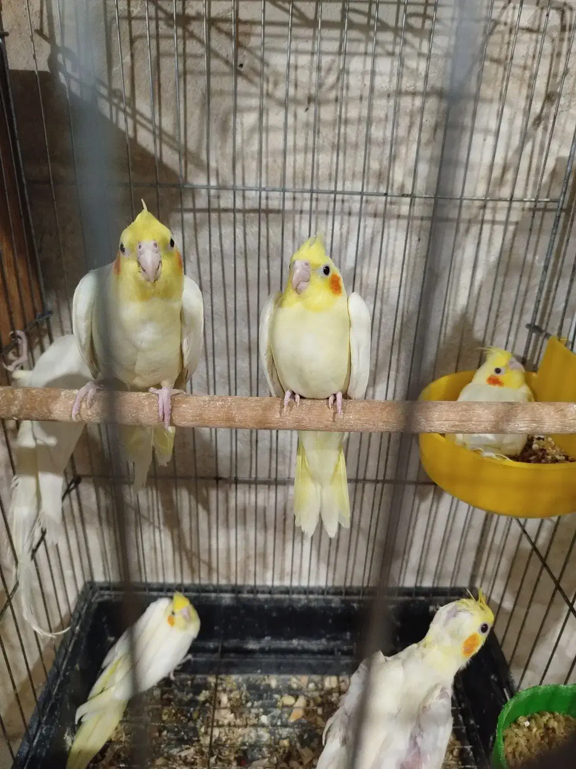 جفت عروس هلندی لوتینو|پرنده|کاشان, صنعت|دیوار